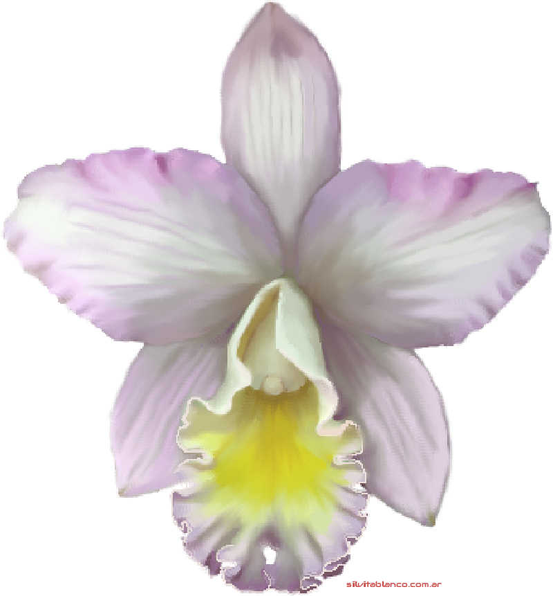 orquideas, rosas, lili flora, margaritas, claveles, adornos